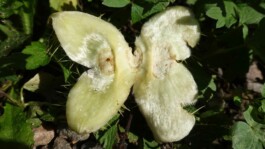 Jens Digel Vielfalter