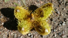 Jens Digel Vielfalter