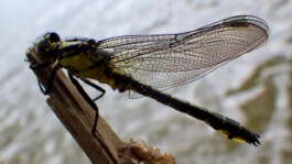 Jens Digel Vielfalter