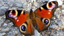 Jens Digel Vielfalter